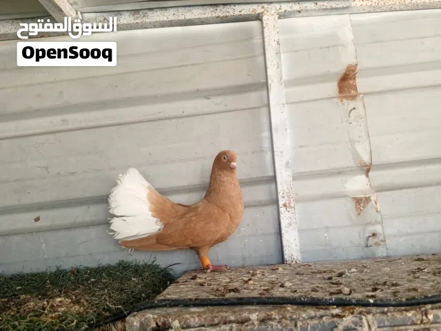 طيره كركند اصفر