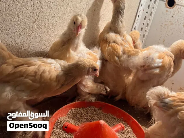السلام عليكم متوفر فراريج ليموني درجه اولا
