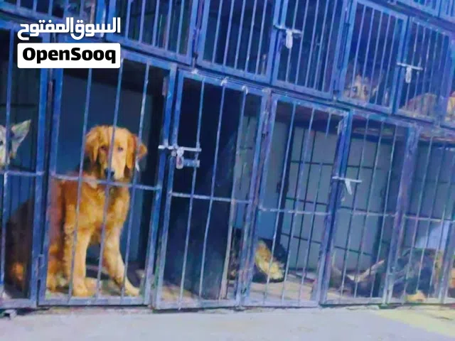 ذكر جولدن بيور