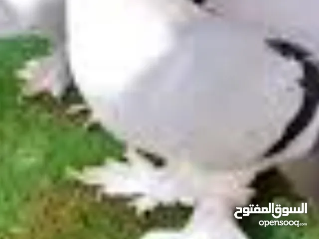 جوز شخشلي للبيع للتواصل واتساب