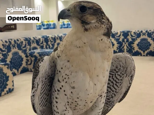 جير شاهين فالكون سنتر