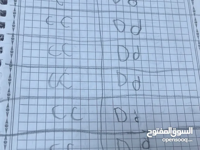 معلمة تأسيس جميع المواد الدراسية