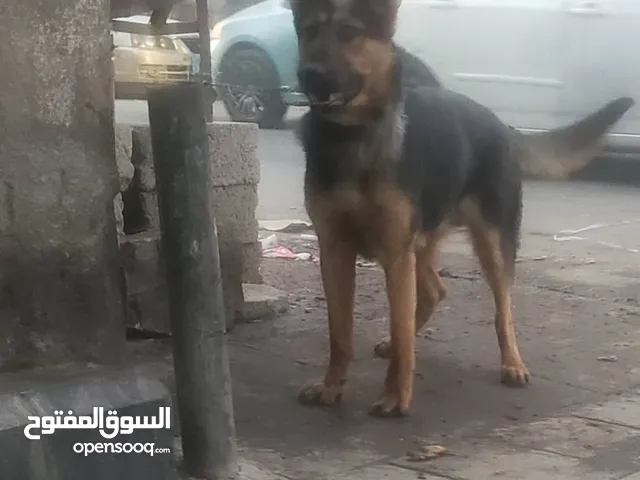 جيرمن بوليس مدرب طاعه حراسه