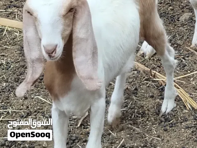 معزة خليط زرايبي حاجه محترمة لباني