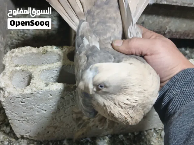 مكاوي  اصفر مدنر مذهب حبات ما شاء الله