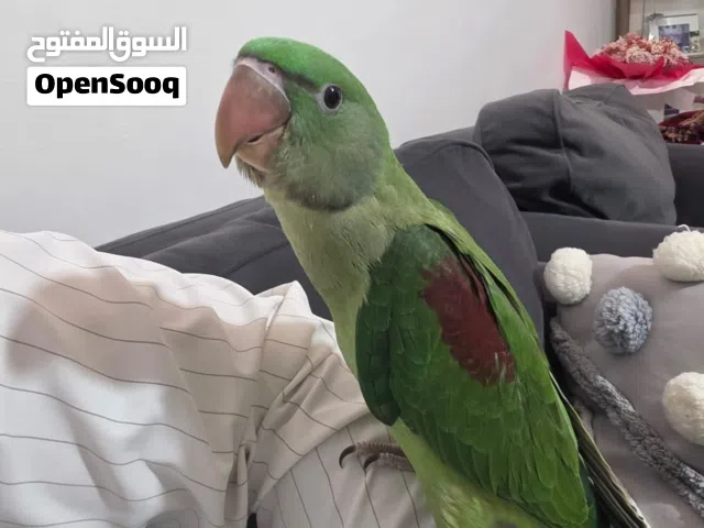 ببغاء الدرة النيبالي (كساندرة) و ببغاء الكويكر بيبي بلو بصلاة عنبي