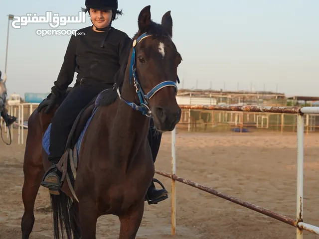 للبيع خصي ماشاء الله  لخيل يصلح لجميع الاعمار