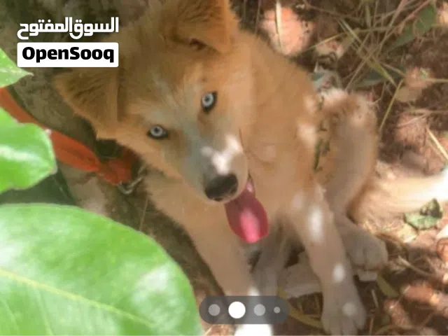 كلب بسعر مغري