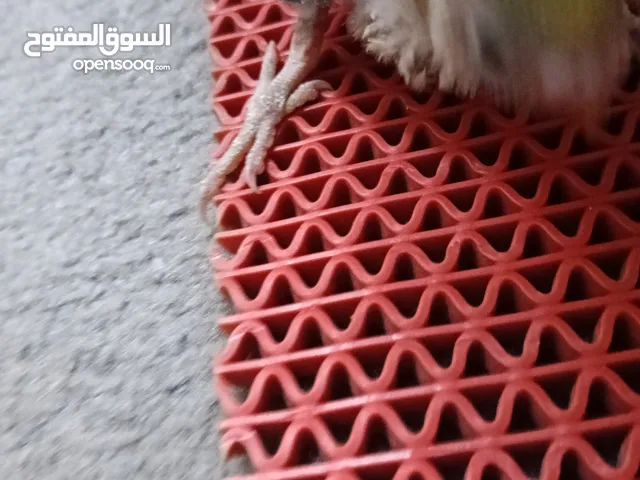 3 budgies baby 20 day for sale
