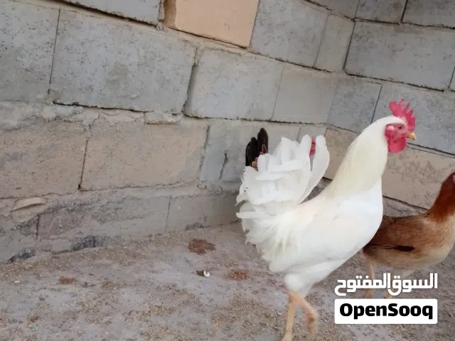 ديج ابيض عمره 6اشهر عربي ماخذ كورس لقاح وفيتامينات