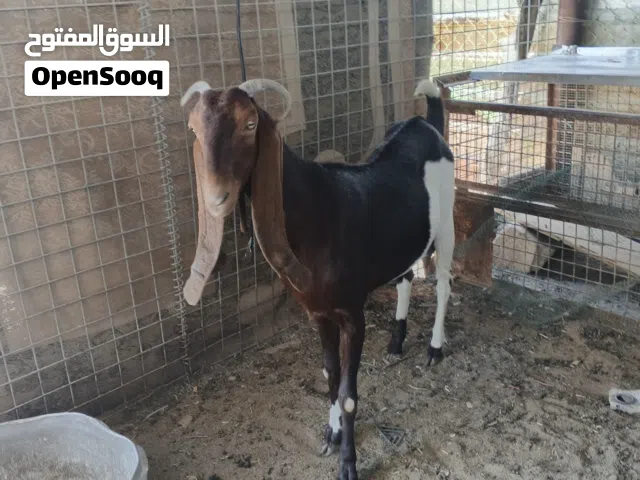 ماعز للبيع