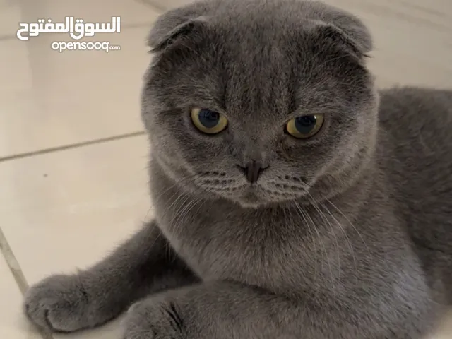قط سكوتش فولد السعر قابل للتفاوض اذا كنت جاد