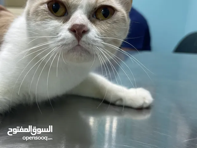 قطتين للتبني مجاناً نظافة فيهم وعندهم جوازات 2 cats to adopt they have passport a
