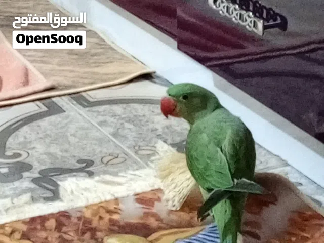 ببغاء نيبالي اليف محلق حلقه ذهبيه عمر أقل سنه يناغي المكان ابو الخصيب محيله
