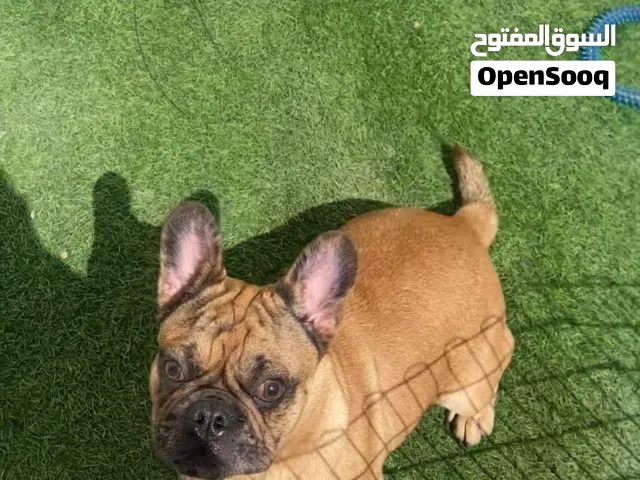 French bulldog