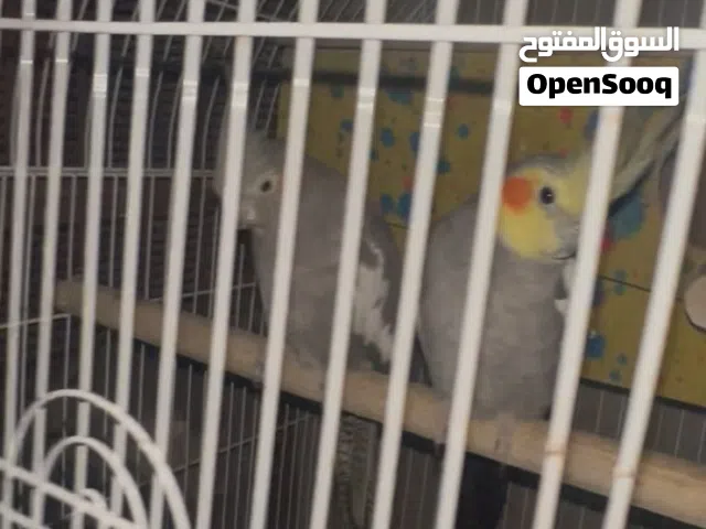 سلام عليكم اخوان كوكتيل بياضات مال بيت البيع هنه وقفصهن القفص حلو وبيت مال بيض مرتبات