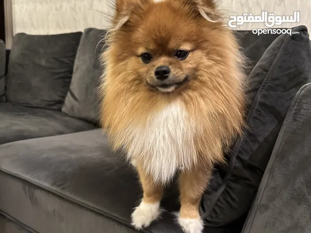 كلب بجواز اوكراني وجميل جدا حجم صغير