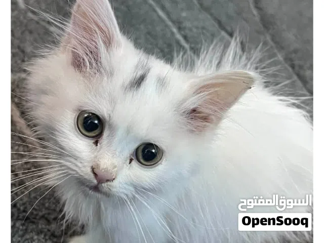 اريد ابيع قط ذكر نوع شيرازي مكاني في بغداد سعر 95 بي مجال 90الف