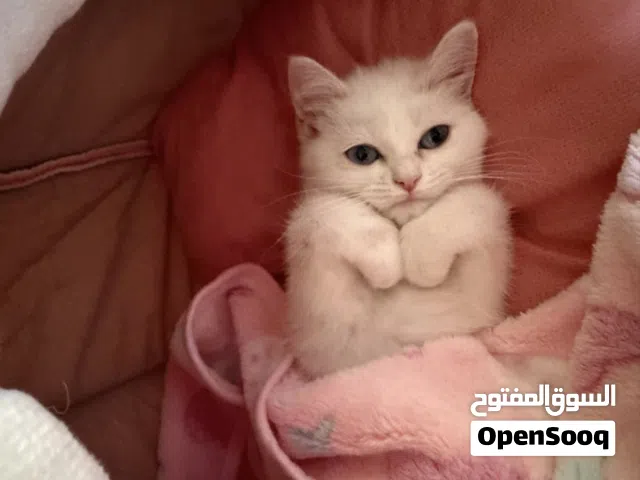قطة للتبني