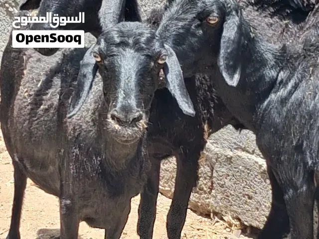 للبيع 3جاعدات عشار