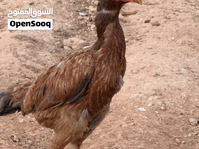 دجاج باكستاني / صوص باكستاني