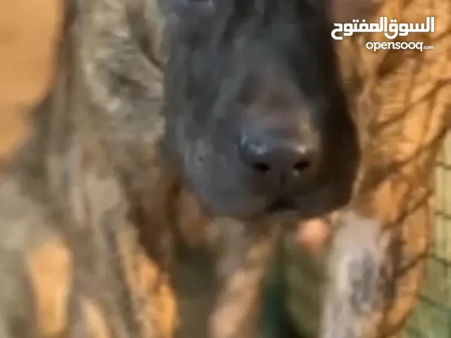 بيتبول للبيع