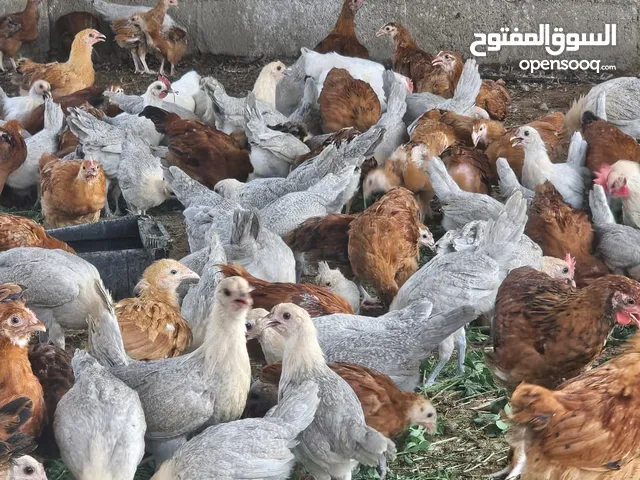 دجاج مكس بيور ويوجد دجاج فيومي الالمنيوم