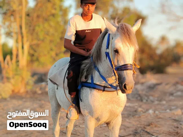 حصان ازرق للبيع