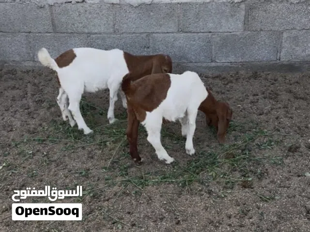 تيس وصخلة بورقوت بيور