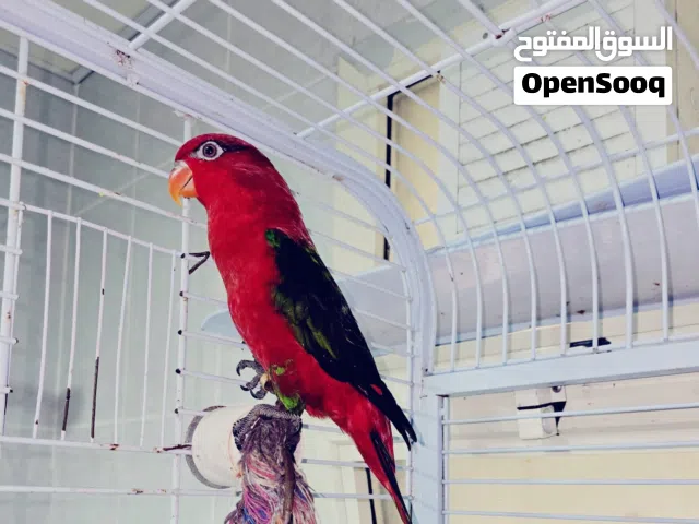 JUMBO SIZE CHATTERING LORI - FEMALE WITH DNA
