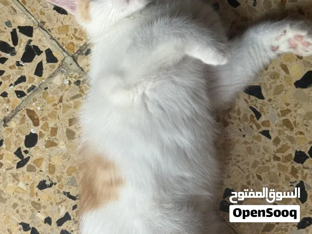 قطط ذكور للتنبى عمرهم 3 اشهر
