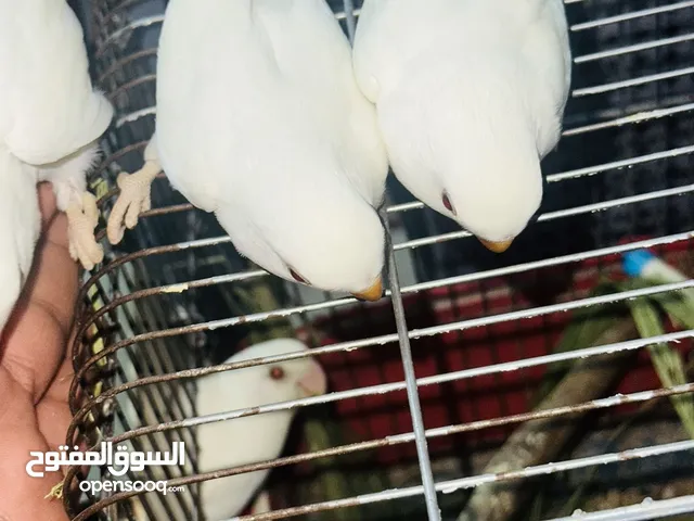 جوز روز البينو بيور ابيض صافي حاليا تحتو فرخ 3 بيضات