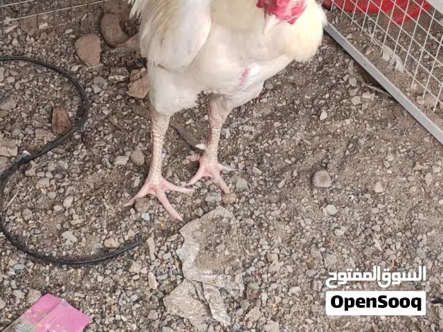 دجاج وديك هيرا باكستاني  للبيع