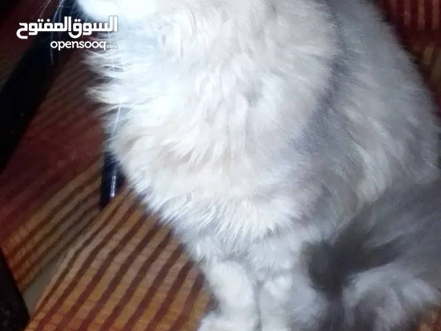 قطه شانشيلا شيرازي الحجم اصغر من عمرها لون رمادي شعرها كثيف