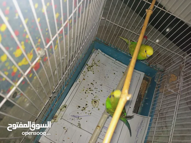 الطيور الحب