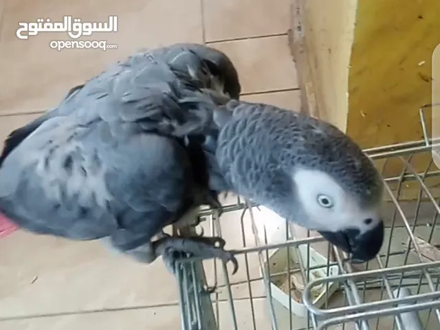 كاسكو للبيع متكلم واليف في العقبه