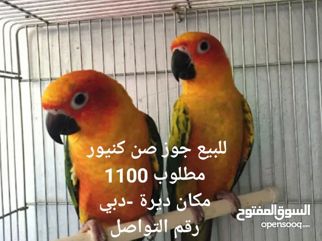 طيور صن كنيور العمر فوق سنه متعودآت على أجواء الإمارات