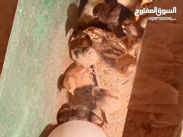 صيصان دجاج بلدي للبيع في الكرك