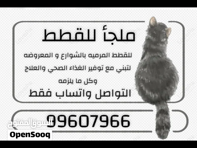 ملجأ لتبني القطط