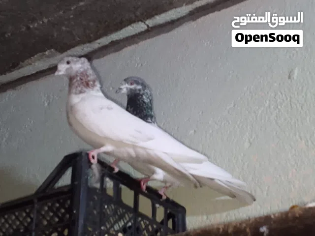 السلام عليكم