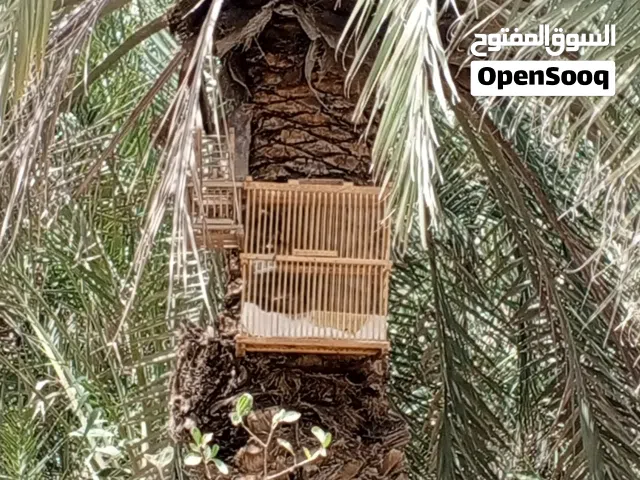 بلبل وحشي تغريد فول