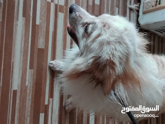كلب بومريميان