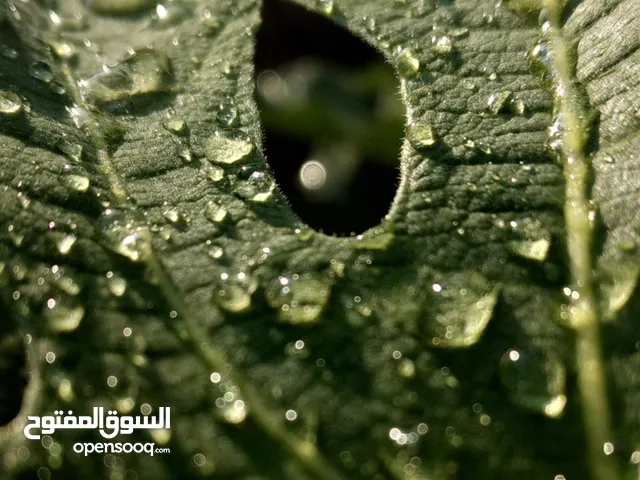 Ahmad Khalaf
