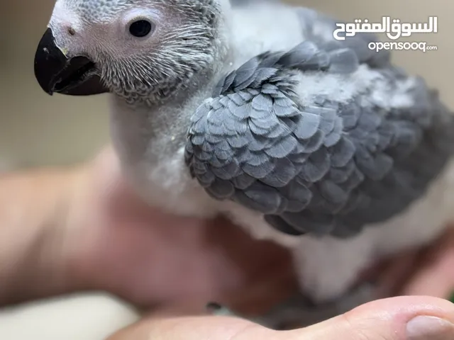 للبيع فرخ كاسكو أفريقي