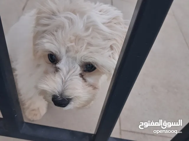 مطلوب 1000 ,نهاي ،العمر 5شهور