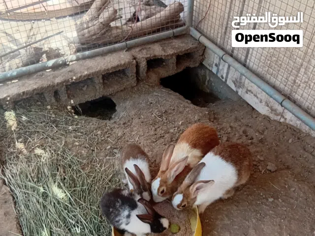 للبيع ارانب عمانيات كبار وصغار
