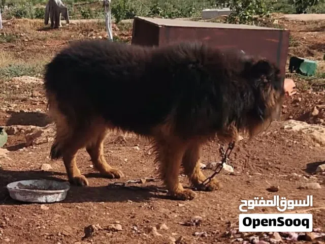 للبيع كلب جيرمان شيبرد ذكر