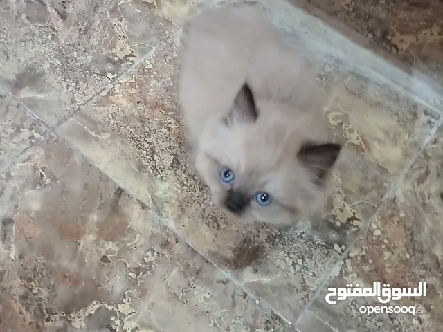 قطط مع الام والأب و5اطفال صغيرة عمرهم 45يوم