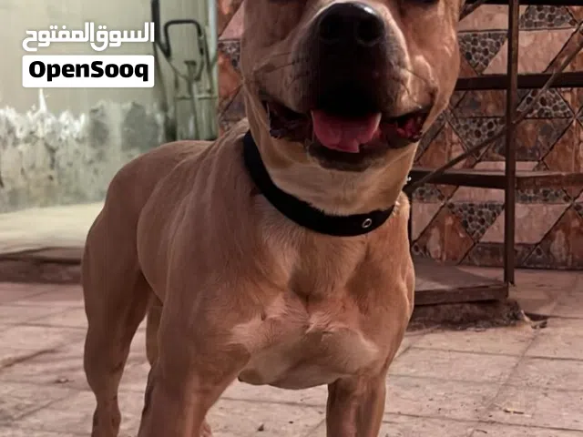 للبيع كلب بيتبول