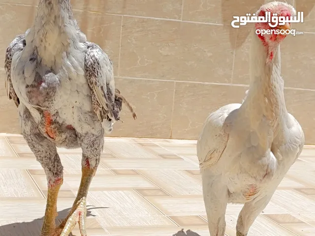 جاج ألماني